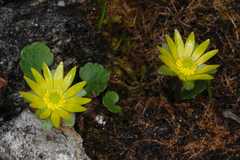 Oxygraphis endlicheri